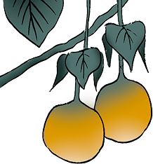 果物のイラスト