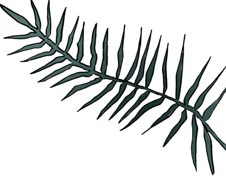 葉っぱのイラスト