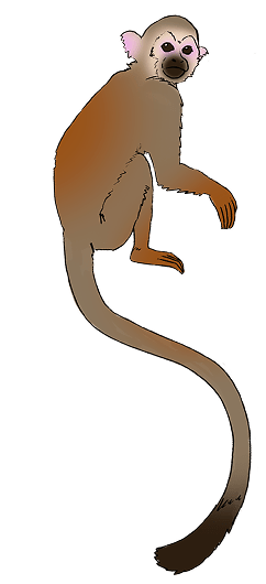 猿のイラスト